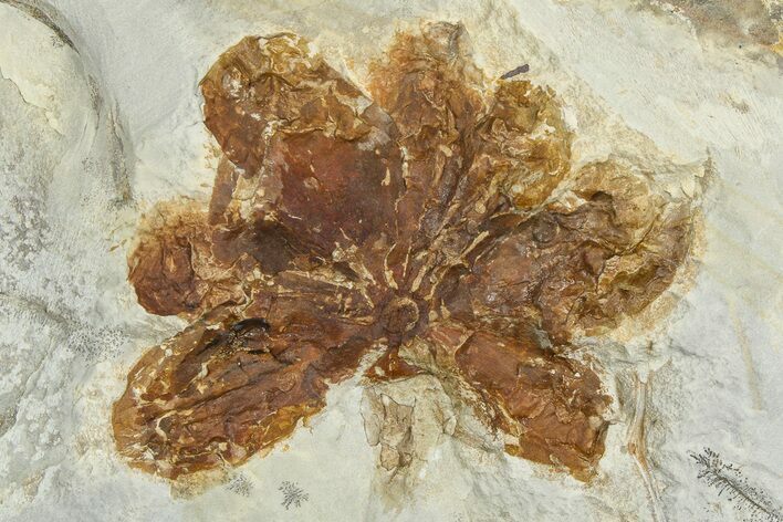 Paleocene Horsetail Fossil (Equisetum) - Montana #377878